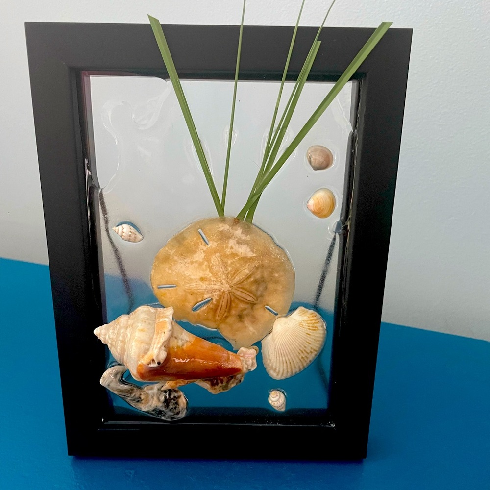 5*7 collection of shells and sand dollar